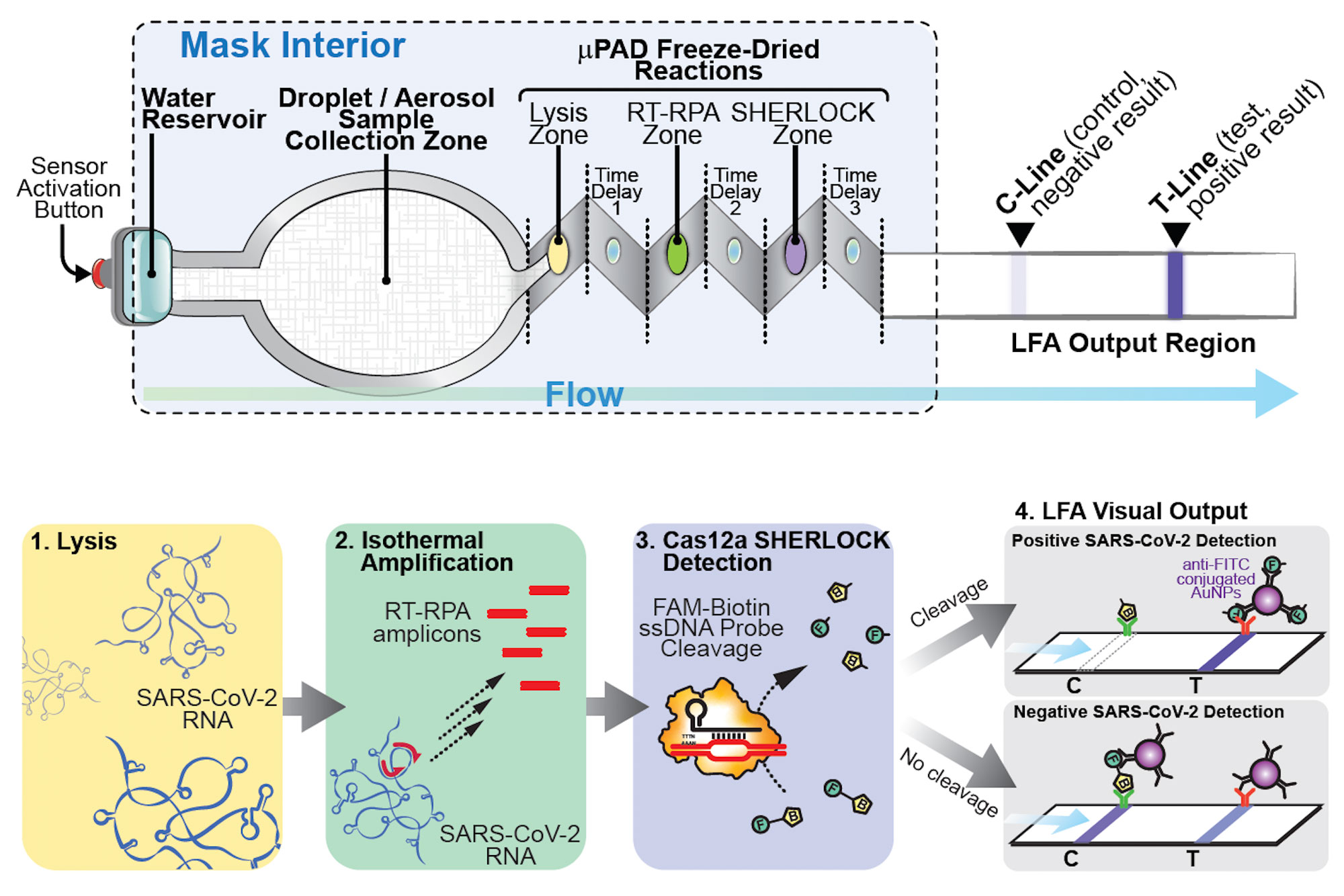Researchers embedded sensors on the inside of the mask to detect viral particles in the breath of the person wearing the mask. The mask also includes a small reservoir of water that is released at the push of a button when the wearer is ready to perform the test.