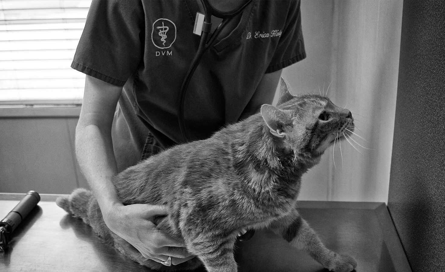 Everything you need to know about becoming a veterinarian