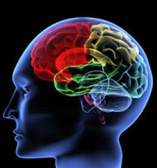 brain