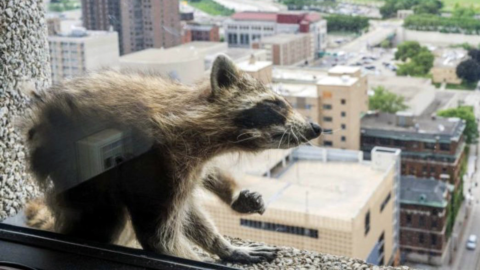 Office building-climbing raccoon shows us the meaning of perseverance